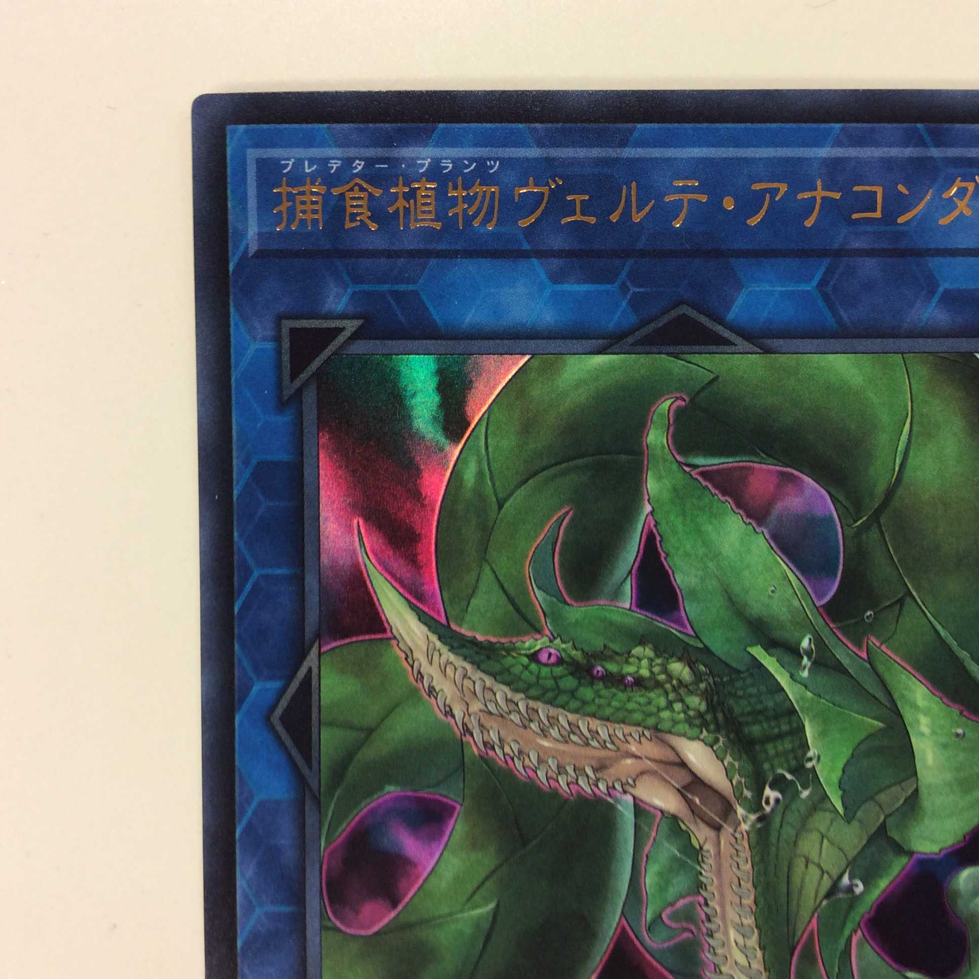 （美品）捕食植物ヴェルテ・アナコンダ　ウルトラレア