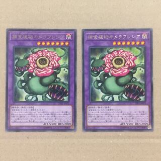 Predaplant Chimerafflesia