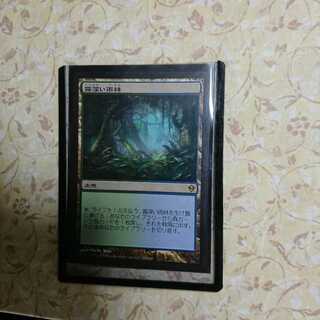 霧深い雨林  日