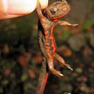 ハヤト様専用ページ