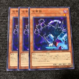 金華猫 ノーマル