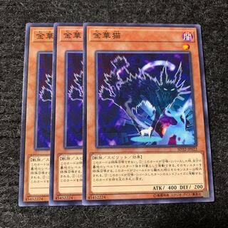 金華猫 ノーマル