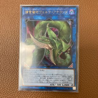 捕食植物ヴェルテ・アナコンダ ウルトラレア