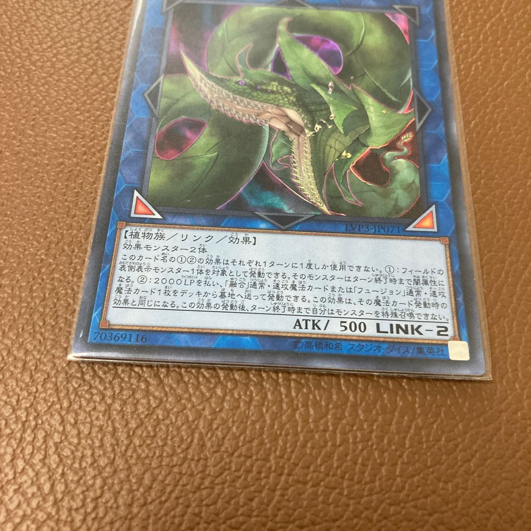 捕食植物ヴェルテ・アナコンダ ウルトラレア