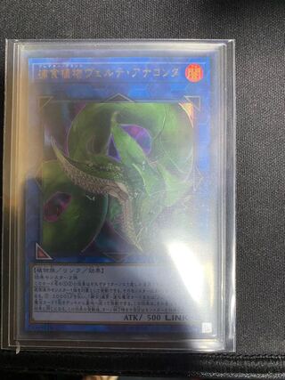 捕食植物ヴェルテ・アナコンダ ウルトラレア