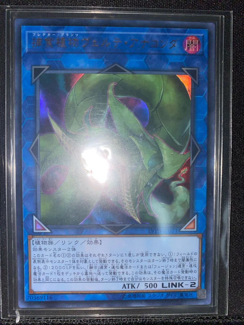 捕食植物ヴェルテ・アナコンダ ウルトラレア