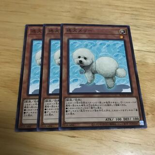 迷犬メリー ノーマルレア　Hulu