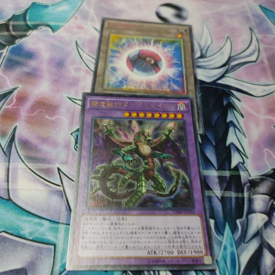 捕食植物ドラゴスタペリア ウルトラレア