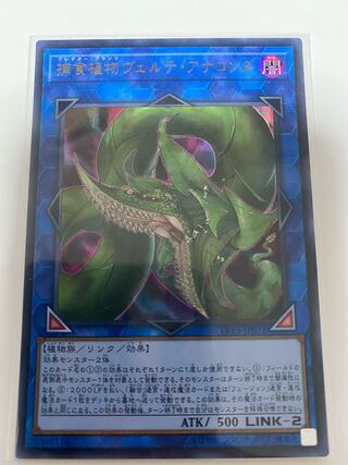 捕食植物ヴェルテ・アナコンダ ウルトラレア