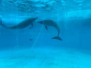 募集　ポケモンソードシールド