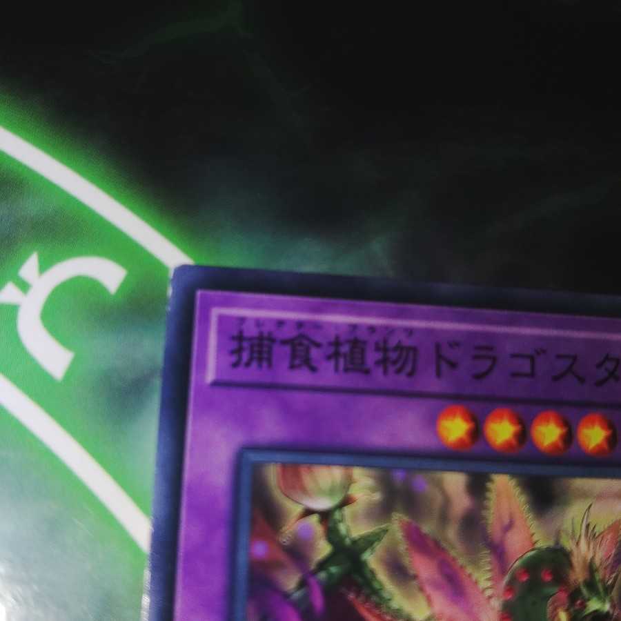 Predaplant Dragostapelia Stave