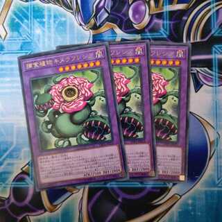 捕食植物キメラフレシア レア ３枚セット