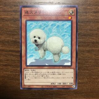 迷犬メリー ノーマルレア