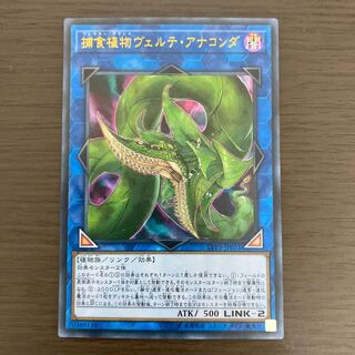 捕食植物ヴェルテ・アナコンダ ウルトラレア