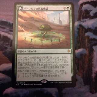 《イトリモクの成長儀式 レア》