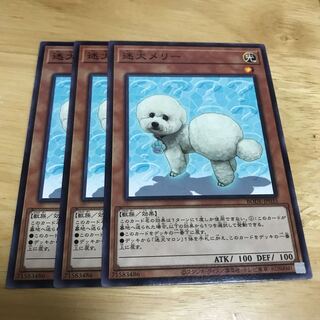 迷犬メリー ノーマルレア　Hulu