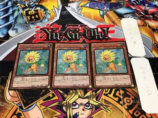 Dandylion gold, set of 3, tera