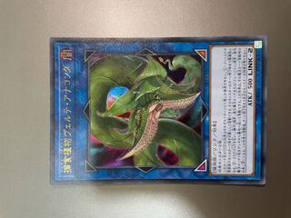 捕食植物ヴェルテ・アナコンダ ウルトラレア