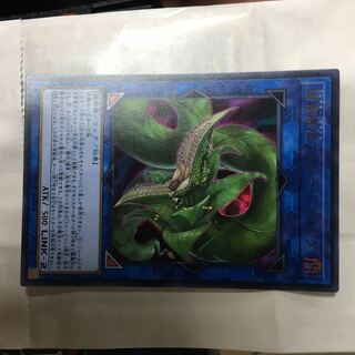 捕食植物ヴェルテ・アナコンダ ウルトラレア