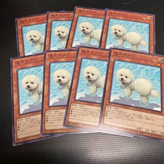 迷犬メリー ノーマルレア 8枚