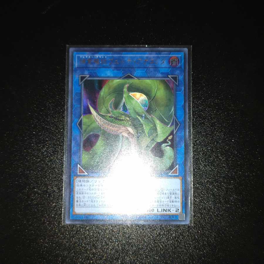 捕食植物ヴェルテ・アナコンダ ウルトラレア