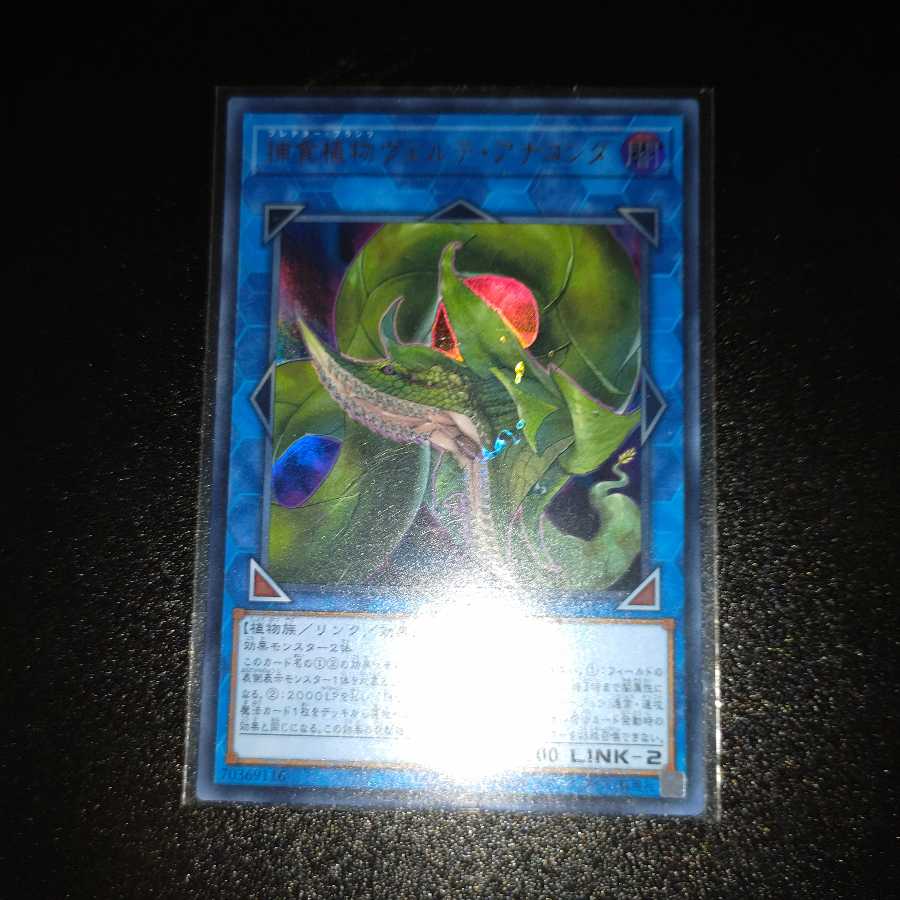 捕食植物ヴェルテ・アナコンダ ウルトラレア