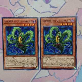 捕食植物ドロソフィルム・ヒドラ