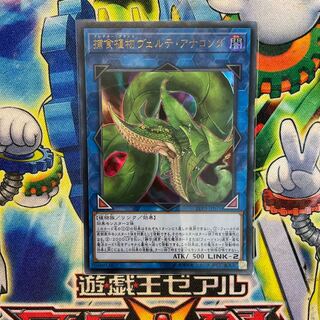 捕食植物ヴェルテ・アナコンダ ウルトラレア