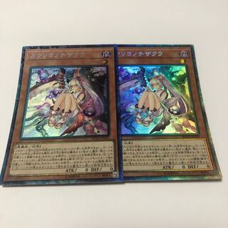 カクリヨノチザクラ コレクターズレア