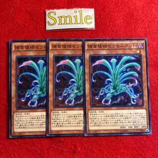 捕食植物セラセニアント#1541