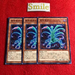 捕食植物セラセニアント#1542