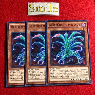 捕食植物セラセニアント#1543