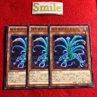 捕食植物セラセニアント#1544