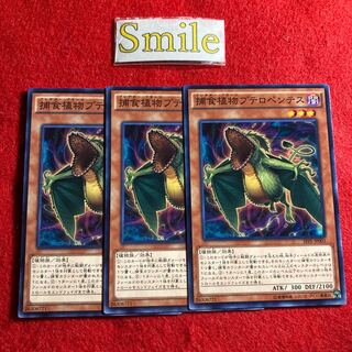 捕食植物プテロペンテス#1548