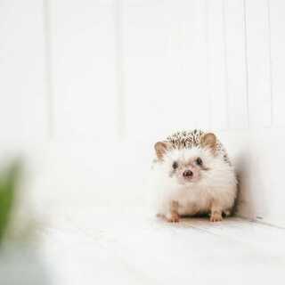 小田様専用ページ