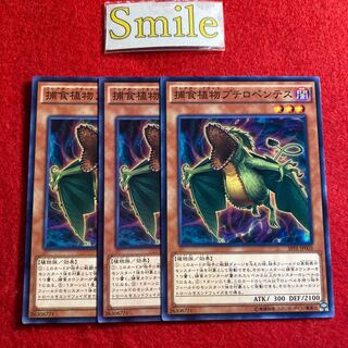 捕食植物プテロペンテス#1551