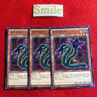 Predaplant Darlingtonia Cobra#1558