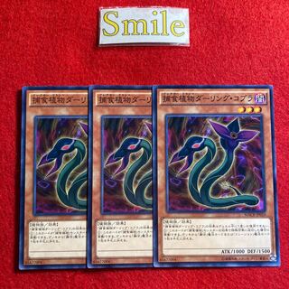 捕食植物ダーリング・コブラ#1559