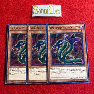 捕食植物ダーリング・コブラ#1560