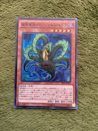 捕食植物ドロソフィルム・ヒドラ スーパーレア