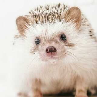 小田ミリ残しダメダで