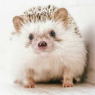 マギパイセンデュエマ雑魚なんですか？