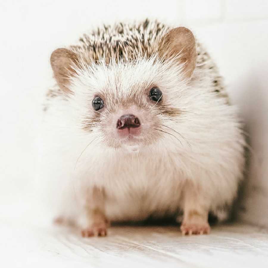 マギパイセン雑魚乙卍