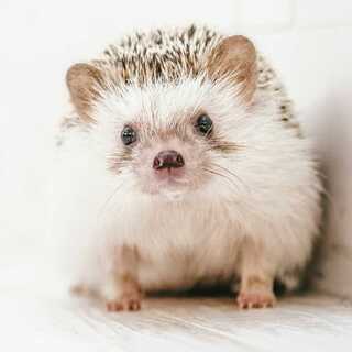 マギパイセン雑魚乙卍