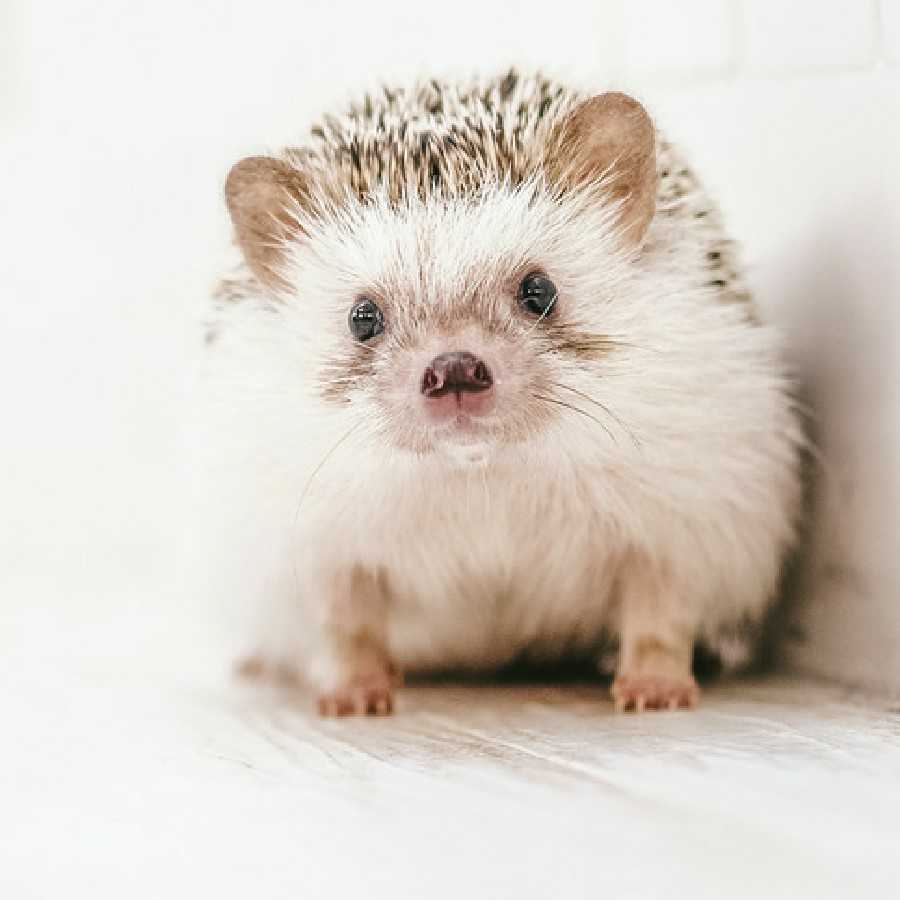 マギパイセンを煽ってゆく〜ぅ〜ぅ〜