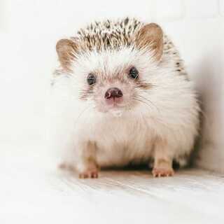 マギパイセンを煽ってゆく〜ぅ〜ぅ〜