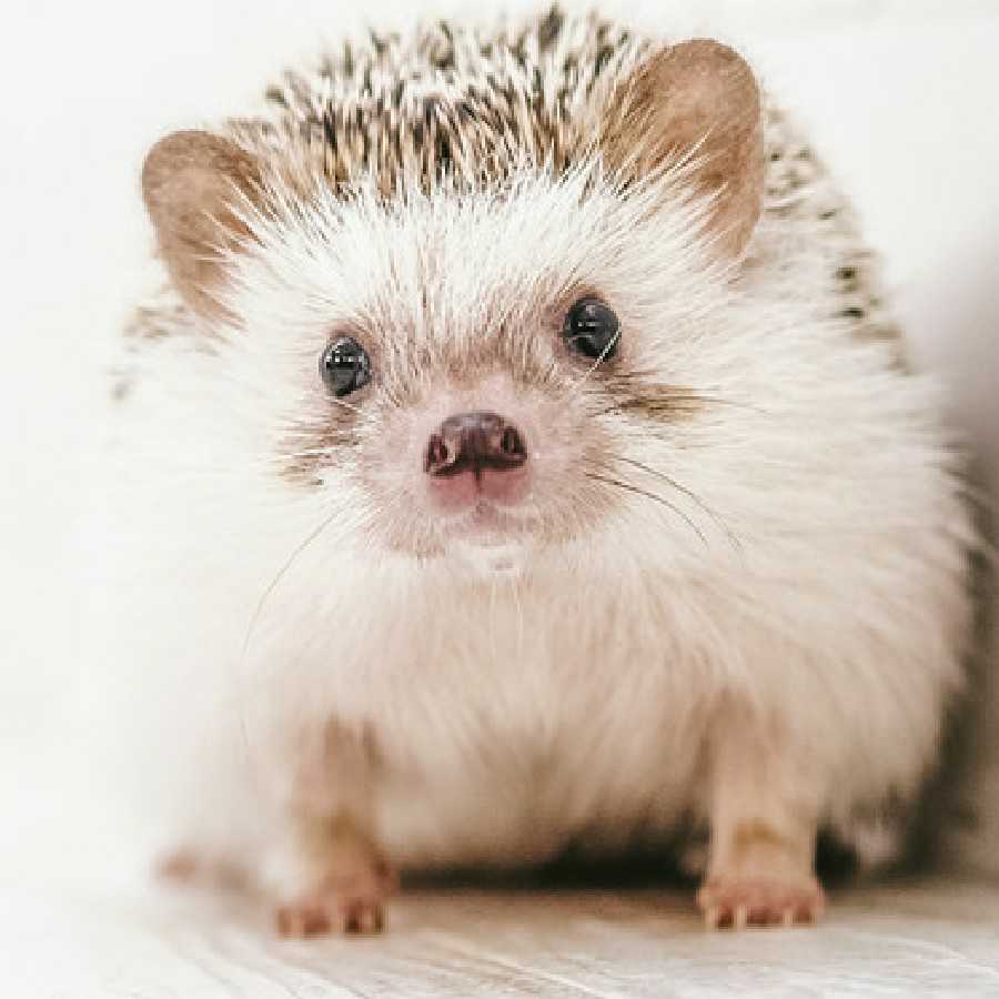 テレビの前の人もご一緒にマギ運営をぶっ壊す!