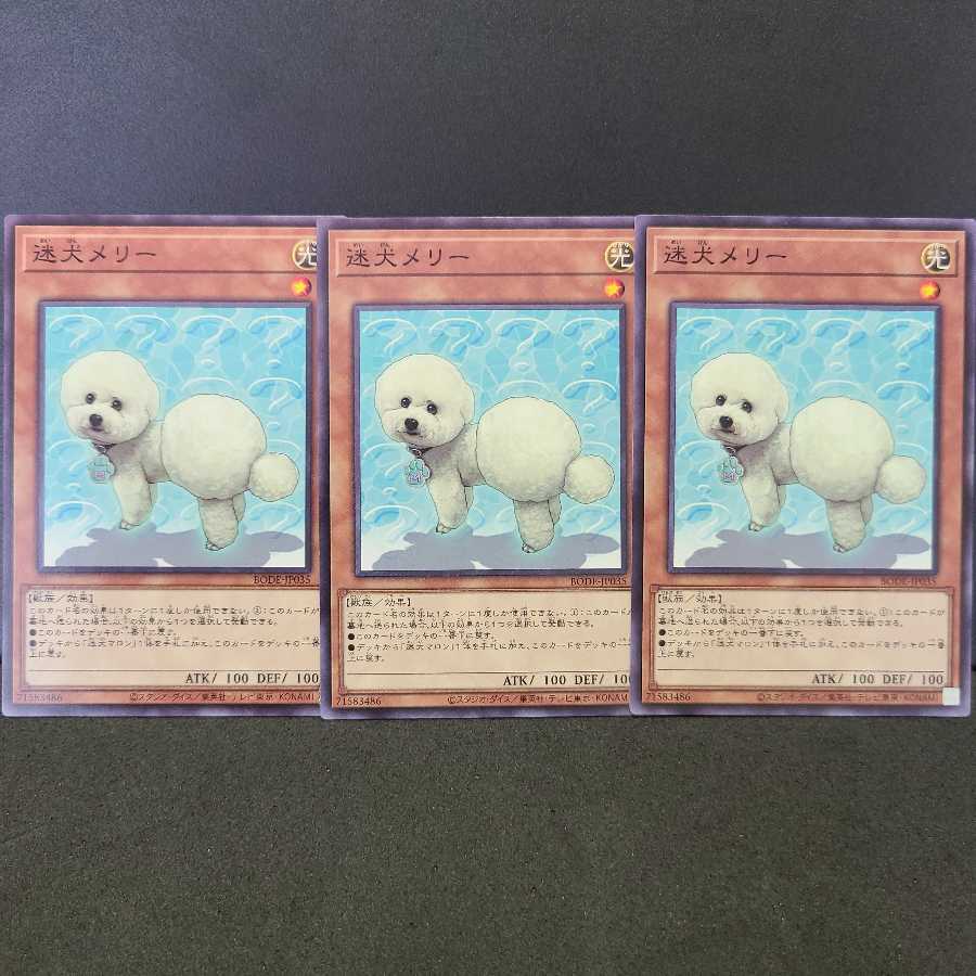 迷犬メリー【ノーマルレア】