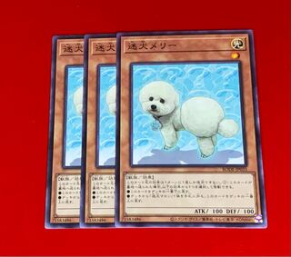 Outstanding Dog Mary NR 3 normal rare