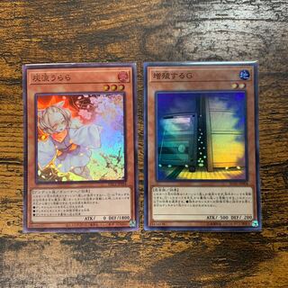 Ash Blossom & Joyous Spring Maxx "C"